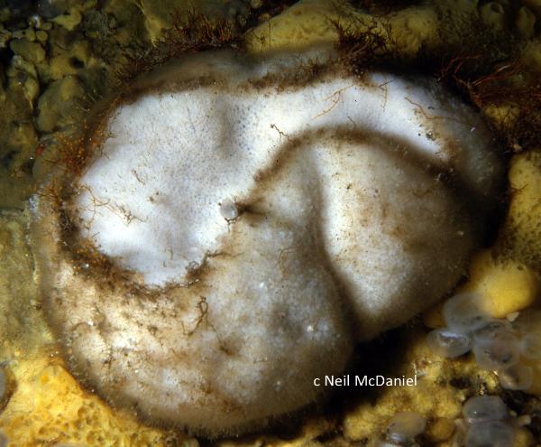 Photo of Stelletta clarella by <a href="http://www.seastarsofthepacificnorthwest.info/">Neil McDaniel</a>